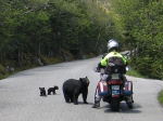 Motocycle with Bear