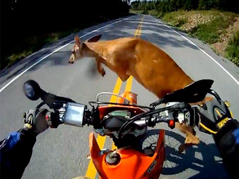 Motorcycle & Deer