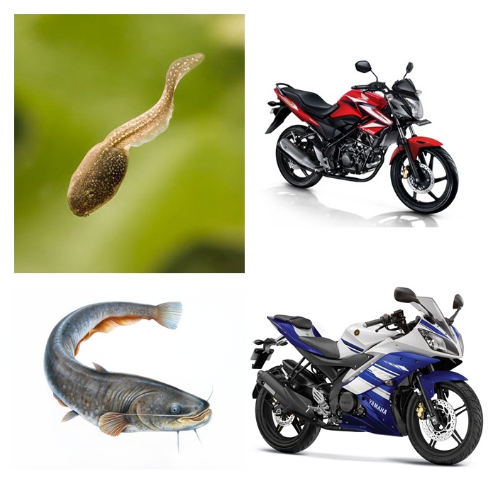 Cebong Streetfire-  R15 Lele